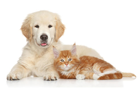 trattamenti olistici per cani e gatti